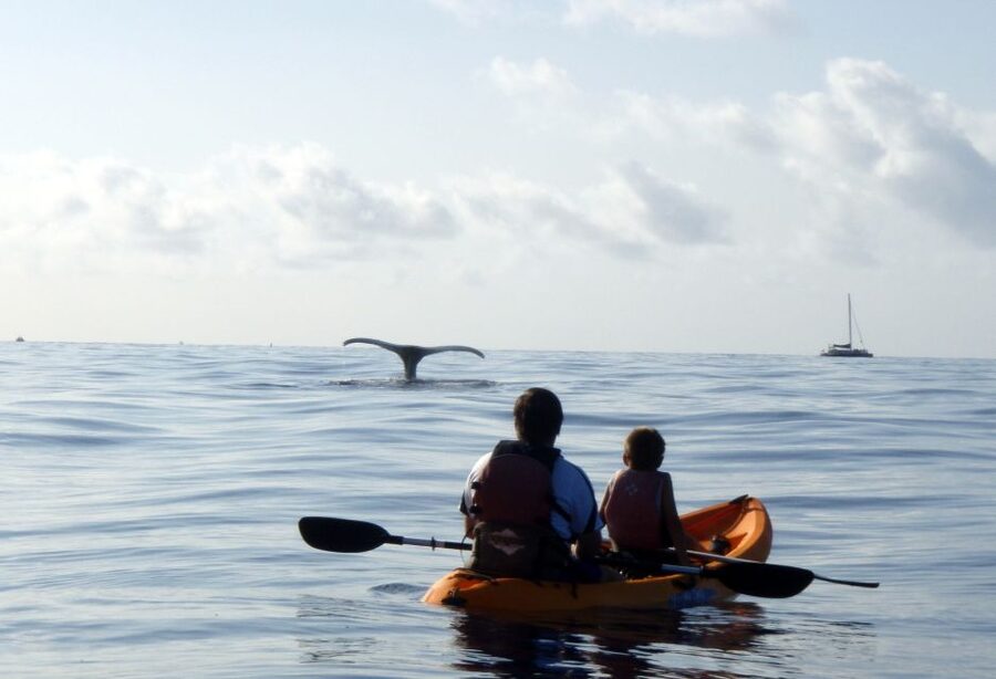 South Maui: Whale Watch Kayaking and Snorkel Tour in Kihei - Island stories while you paddle