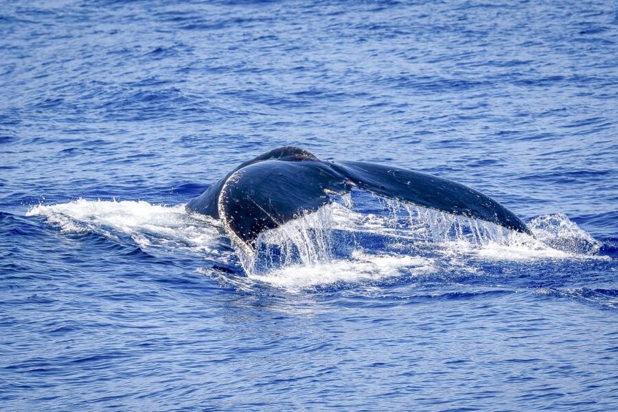 South Maui: Whale Watch Kayaking and Snorkel Tour in Kihei - Watching whales from a safe distance