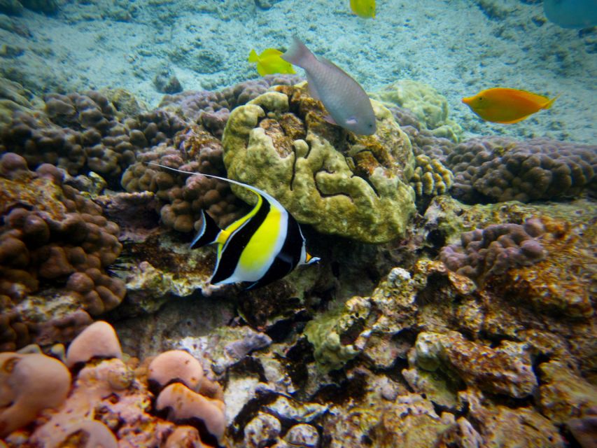 South Maui: Whale Watch Kayaking and Snorkel Tour in Kihei - Guides make the difference