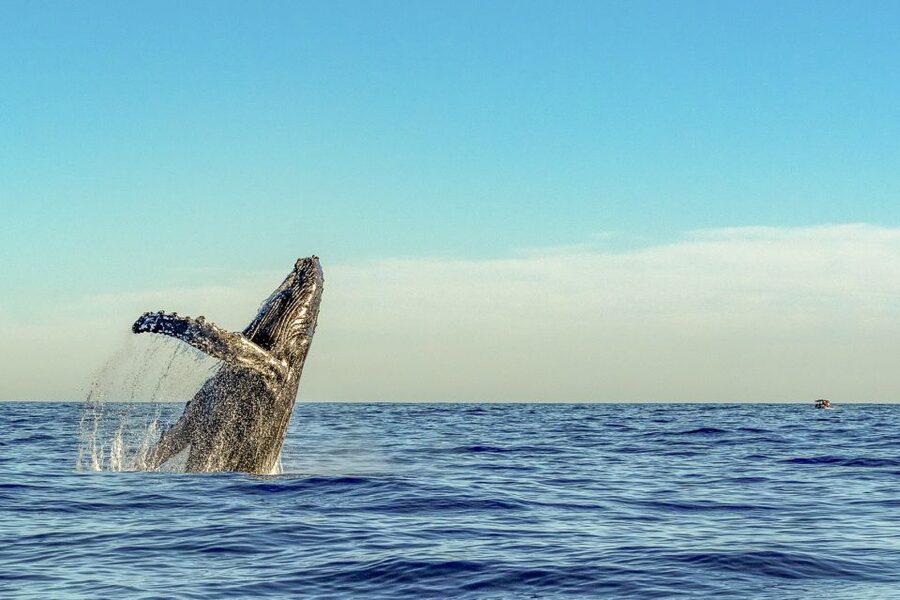 South Maui: Whale Watch Kayaking and Snorkel Tour in Kihei - What the $118 price includes