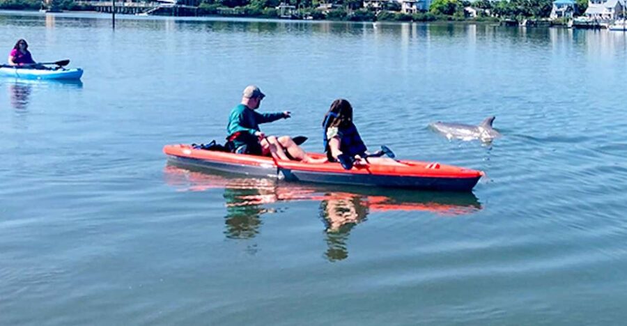 St. Augustine: Dolphin and Manatee Paddle or Kayak Tour - Searching for dolphins in St. Augustine’s salt basin
