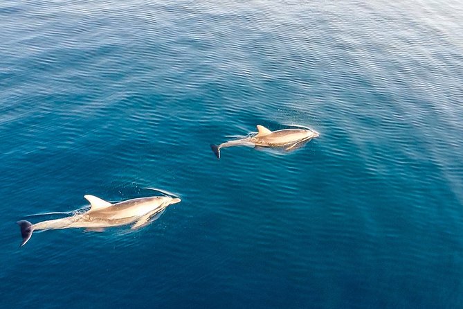 Stand Up Paddle With Dolphins, aperitif and pictures - Photos and videos are a real part of the package
