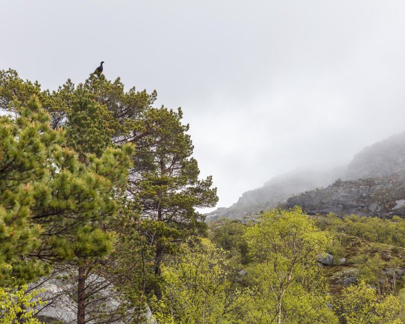 Stavanger: Preikestolen Hidden Trail Hike + Canoe + Lunch - Lunch with the fjord below