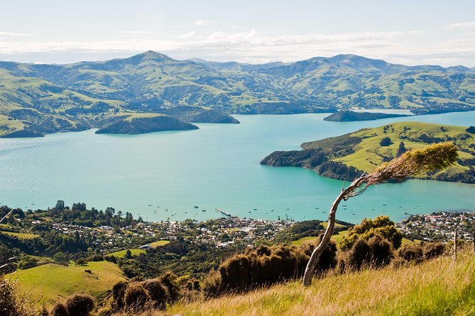 Sunrise wildlife sea kayaking in Akaroa marine reserve - Weather, comfort, and what can change
