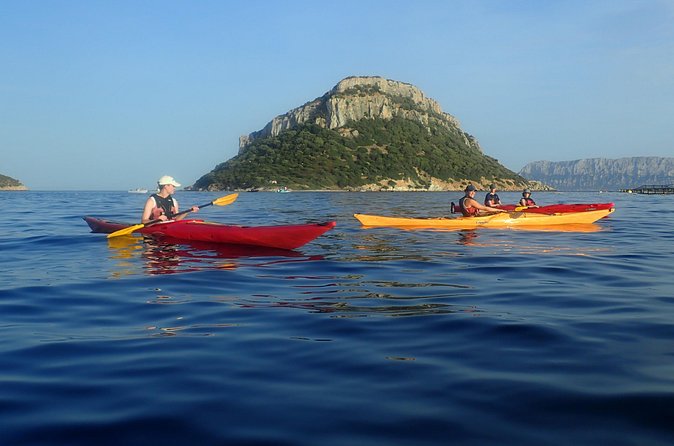 Sunset Dolphin Kayak Tour at Golfo Aranci - Why Beginners and Families May Like It