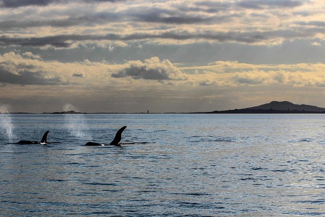 Sunset kayak tour to Rangitoto Island - Starting in Parnell and learning the basics