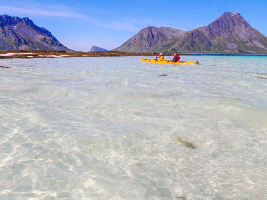 Svolvaer: Sea Kayaking Experience - Wildlife, seabirds, and the white-tailed sea eagle