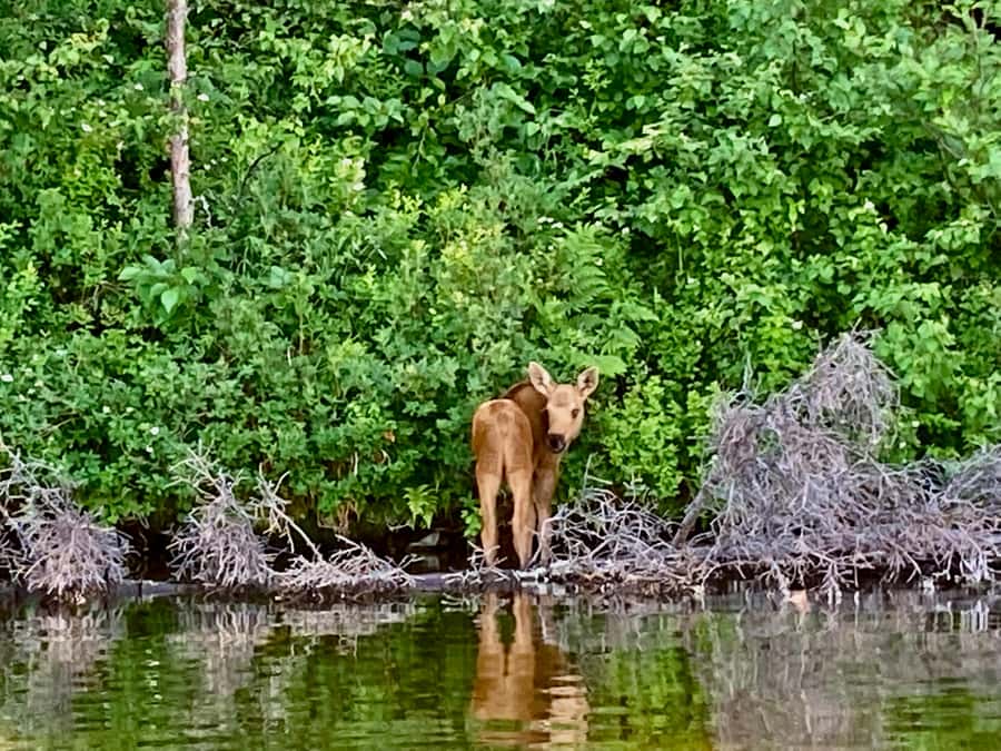 Talkeetna Lakes Park: Sit-On-Top Kayak Tour - Key points at a glance