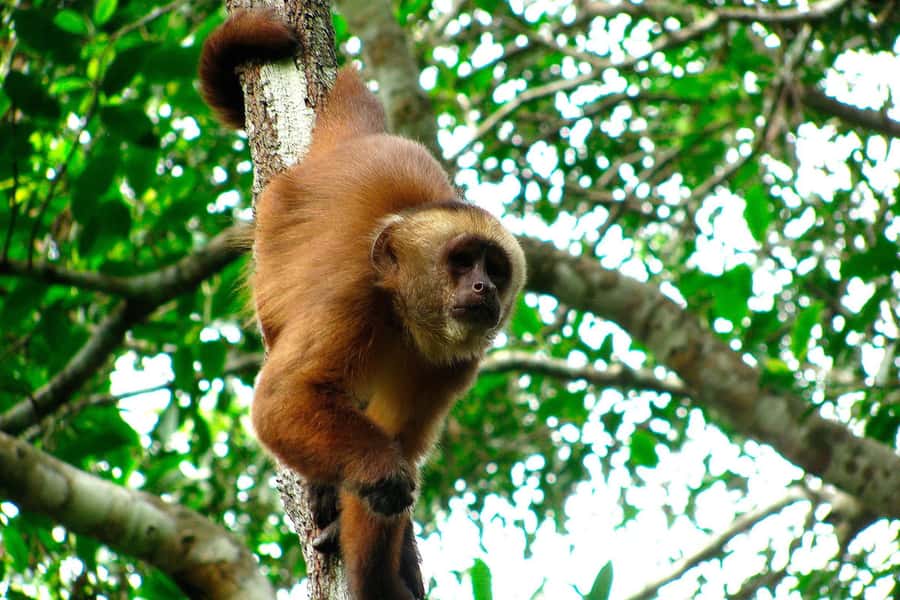Tambopata: Zipline Adventure & Kayak to Monkey Island - Should you book the zipline and Monkey Island tour?