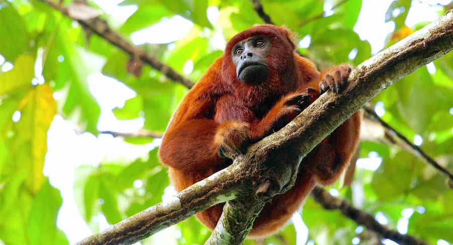 Tambopata: Zipline Adventure & Kayak to Monkey Island - Lunch at the lodge