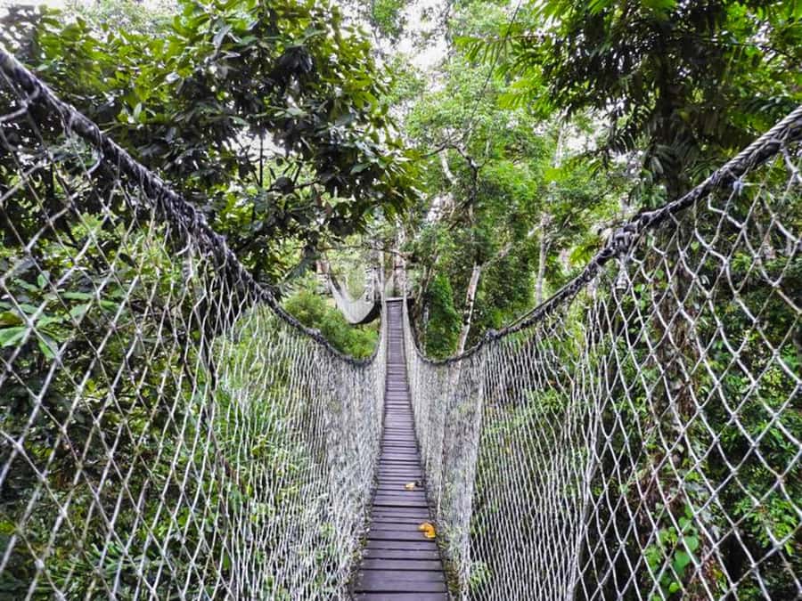 Tambopata: Zipline Adventure & Kayak to Monkey Island - Meeting the monkeys at Monkey Island
