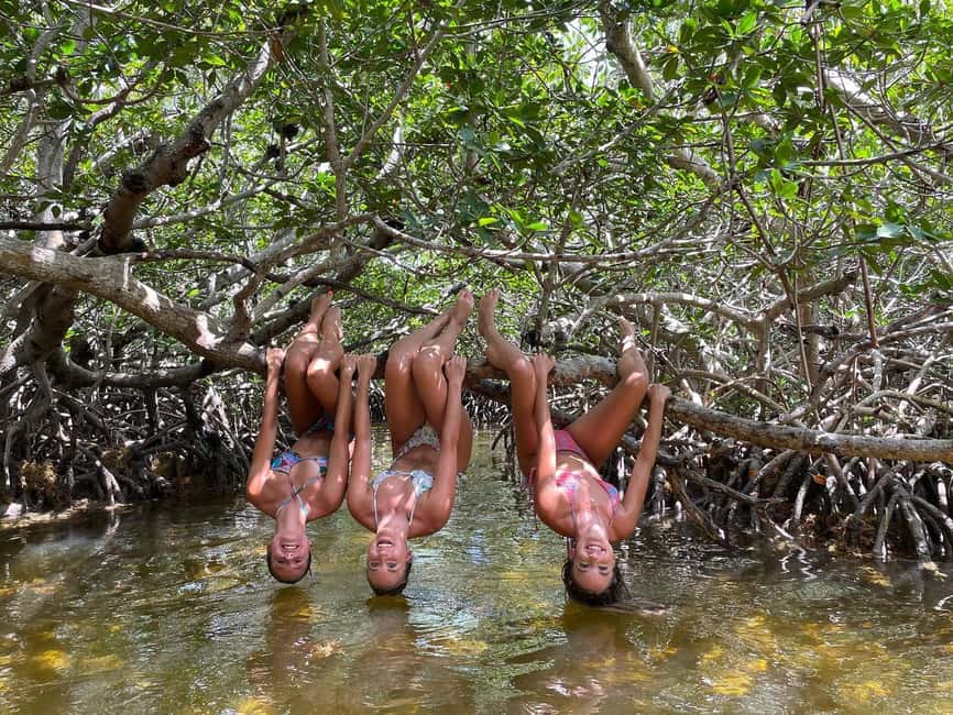 Tavernier, FL: Mangrove and Manatees Guided Kayak Eco Tour - Key points before you book