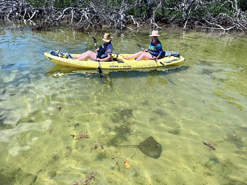 Tavernier, FL: Mangrove and Manatees Guided Kayak Eco Tour - Is $68 a fair price?