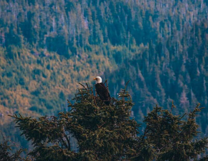 Telegraph Cove: Half-Day Kayaking Tour - Starting at Boardwalk 24 in Telegraph Cove