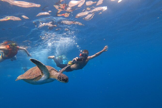 Tenerife: Kayak and snorkel with marine life safari - Food, water, and equipment