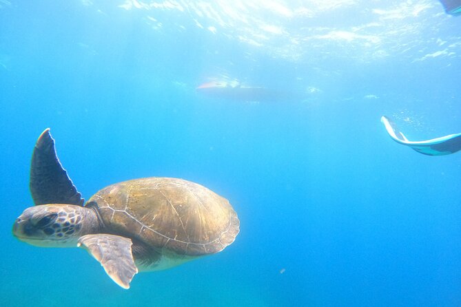 Tenerife: Kayak and snorkel with marine life safari - Who should book this kayak safari?