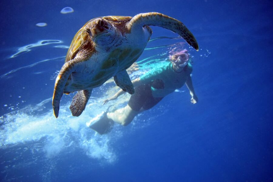 Tenerife: Kayak and Snorkel with Turtles, Wetsuits Included - Key points to know before you paddle