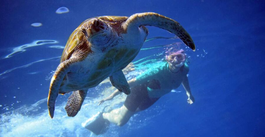 Tenerife: Kayak and Snorkel with Turtles, Wetsuits Included - Why this kayak trip is different from a standard boat tour
