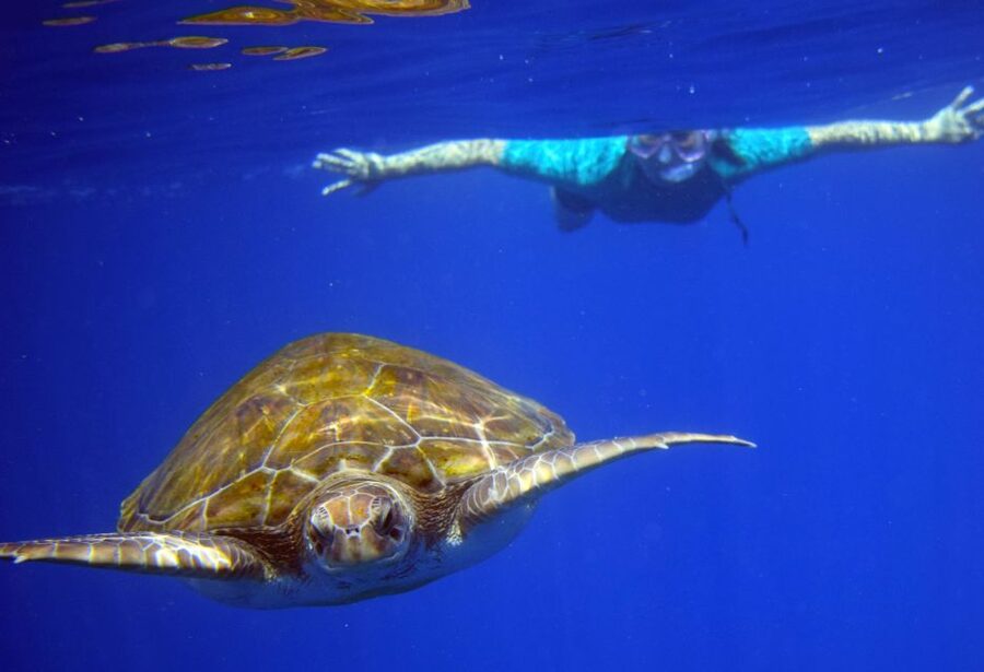 Tenerife: Kayak and Snorkel with Turtles, Wetsuits Included - Returning to the beach and meeting point