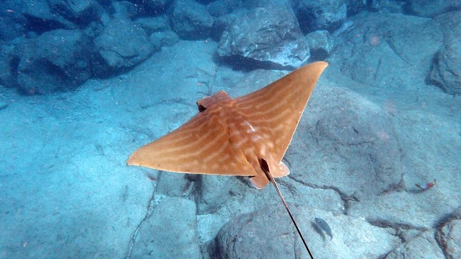 Tenerife: Kayak and Snorkel with Turtles, Wetsuits Included - The guides make a real difference