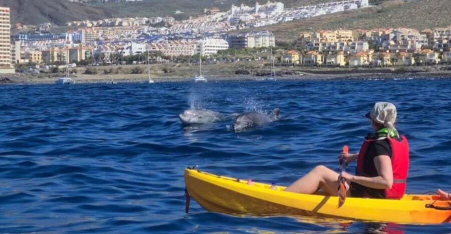 Tenerife: Kayak Safari and Snorkel in a Marine Reserve - Key points at a glance