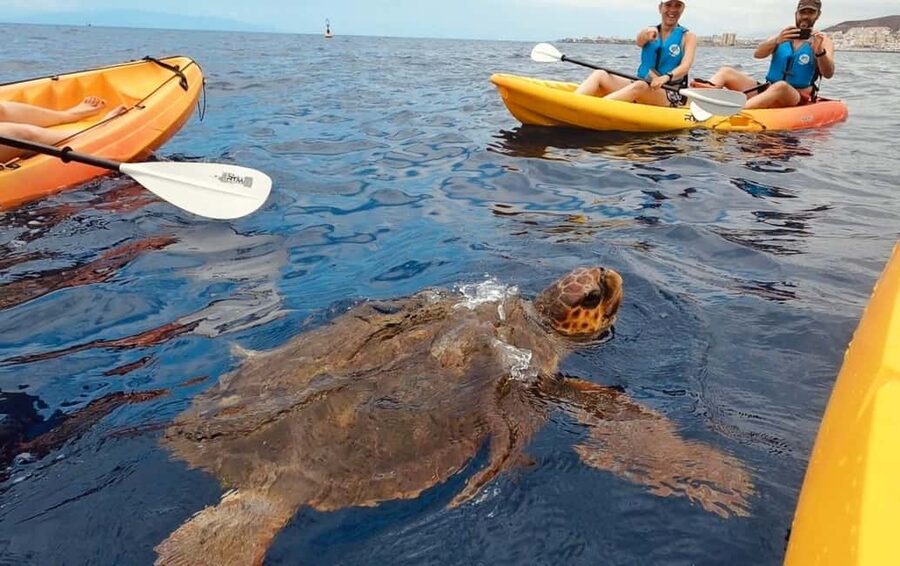 Tenerife: Kayak Safari and Snorkel in a Marine Reserve - Why this Los Cristianos kayak trip is worth considering