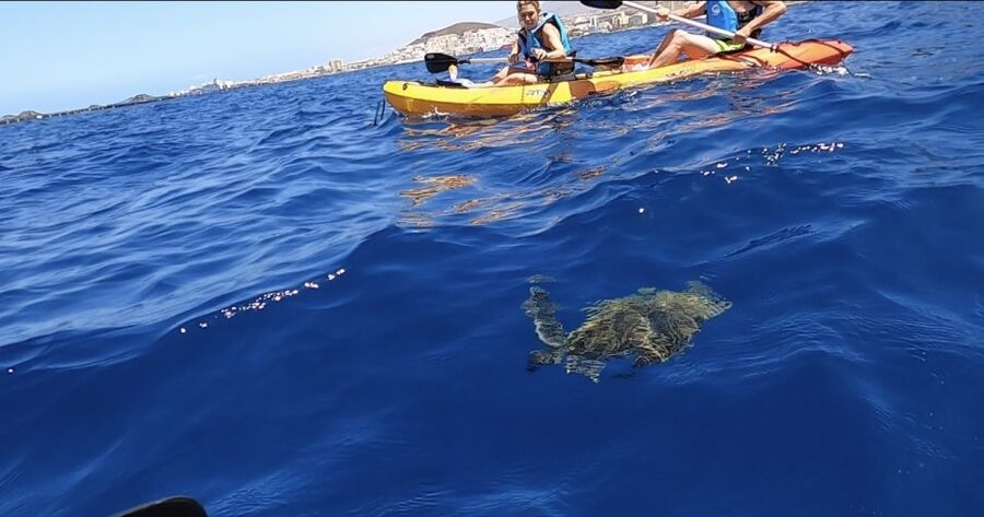 Tenerife: Kayak Safari and Snorkel in a Marine Reserve - Paddling toward Montaña de Guaza