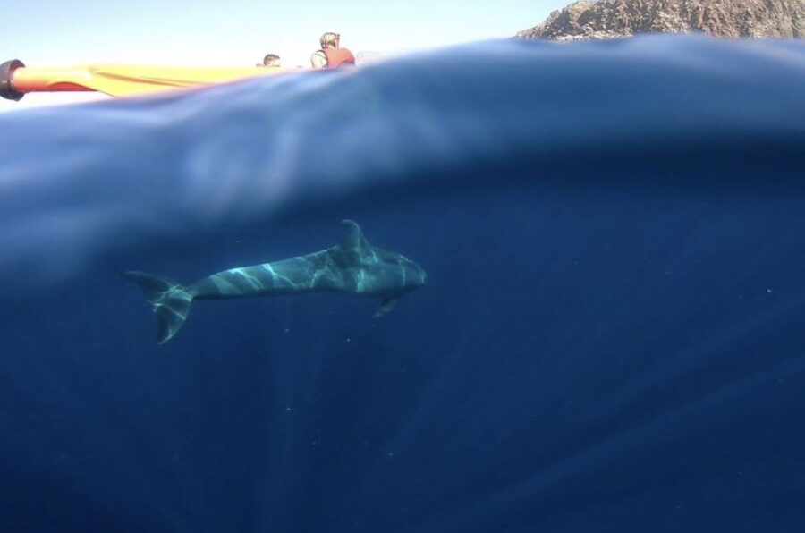 Tenerife: Kayak Safari and Snorkel in a Marine Reserve - The sea cave and the coastal stop