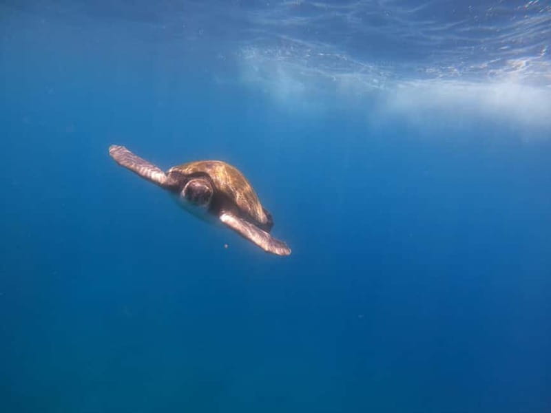 Tenerife: Kayak Sea Safari with Snorkel and Snacks - Key things to know before you paddle