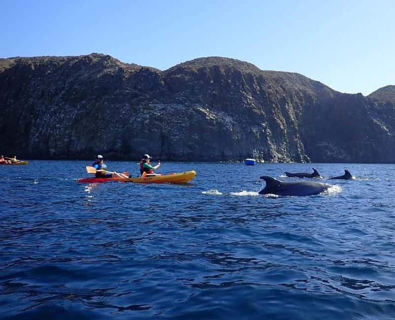 Tenerife: Kayak Sea Safari with Snorkel and Snacks - A close look at Tenerife’s sea safari by kayak