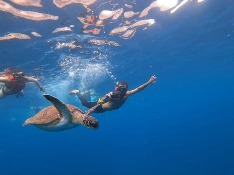 Tenerife: Kayak Sea Safari with Snorkel and Snacks - Paddling from Los Cristianos Beach