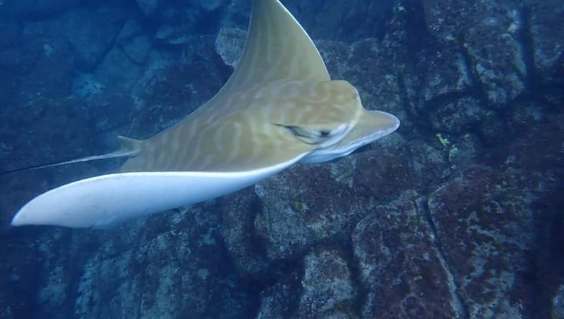 Tenerife: Kayak Sea Safari with Snorkel and Snacks - The return paddle and what the effort feels like