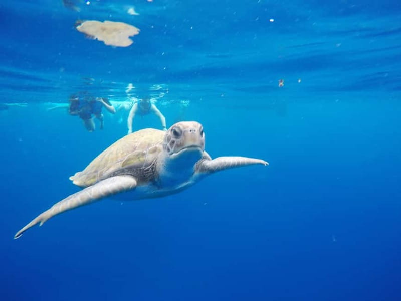 Tenerife: Kayak & Snorkel with Local Fauna, Photos Included - Key points to know before you book