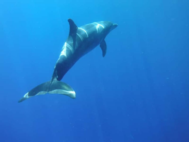 Tenerife: Kayak & Snorkel with Local Fauna, Photos Included - The 20-minute briefing on Playa de Los Cristianos