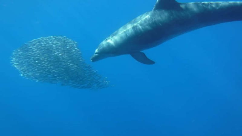 Tenerife: Kayak & Snorkel with Local Fauna, Photos Included - Another 30 minutes of kayaking back to shore