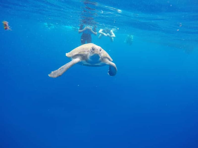 Tenerife: Kayak & Snorkel with Local Fauna, Photos Included - What the guides add to the outing