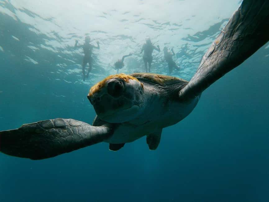 Tenerife: Kayak & Snorkeling, Marine Fauna Watching - What makes this Tenerife kayak trip worth considering