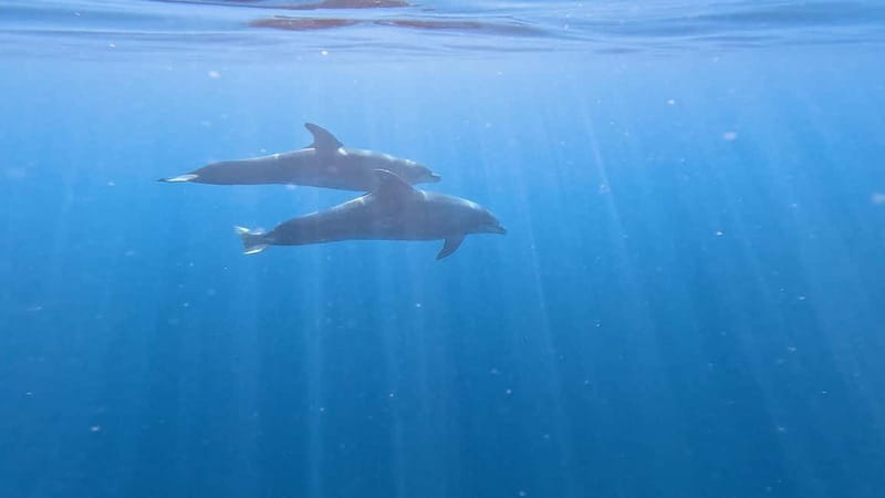 Tenerife: Kayak & Snorkeling Tour - Small Groups - What you receive for $37