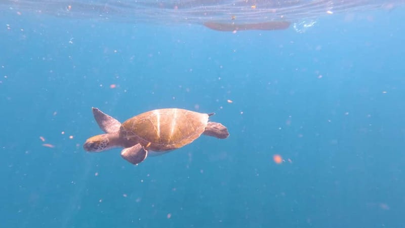 Tenerife: Kayak & Snorkeling Tour - Small Groups - Who should book this kayak tour?