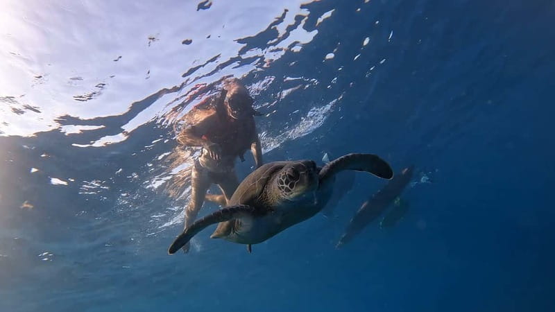 Tenerife: Kayak Tour with Animals and Underwater Scooters - What this Los Cristianos kayak trip is really like