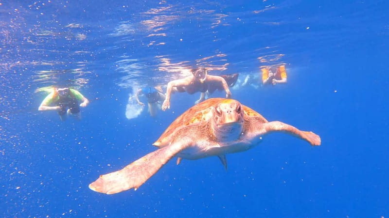 Tenerife: Kayak Tour with Animals and Underwater Scooters - Paddling out with Teide behind you