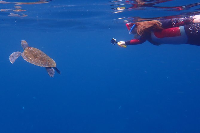 Tenerife: Turtle & Dolphin Kayak Tour with Snorkel & Wetsuit - The snorkeling break and what you may see below