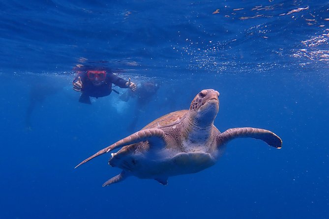 Tenerife: Turtle & Dolphin Kayak Tour with Snorkel & Wetsuit - Along Tenerife’s west coast beneath the Guaza Mountains