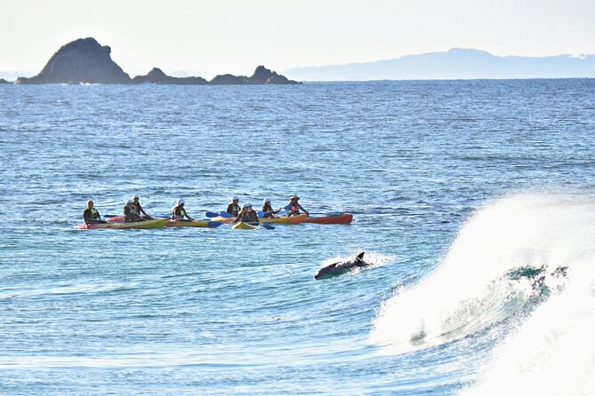 The Byron Bay Sea Kayak Tour - Looking for dolphins, turtles and whales