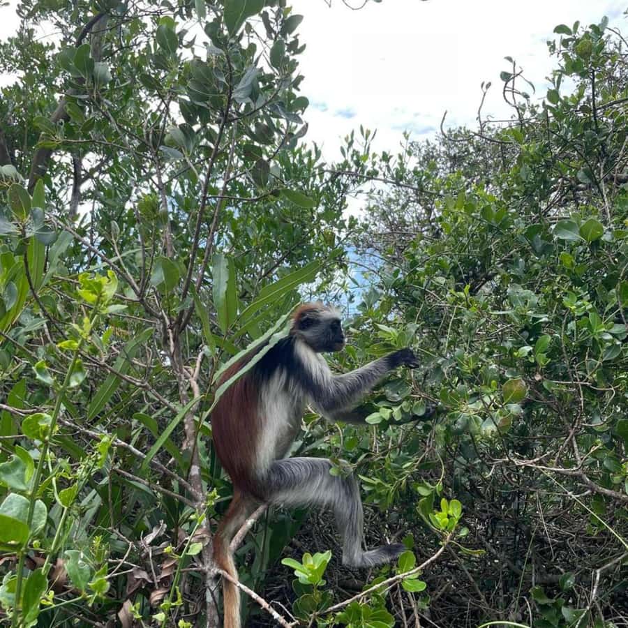 THE GREEN TOUR: Jozani Forest & Mangrove Kayaking Experience - Three hours among mangroves by kayak