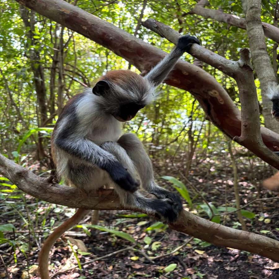 THE GREEN TOUR: Jozani Forest & Mangrove Kayaking Experience - The drive to Jozani Chwaka Bay National Park