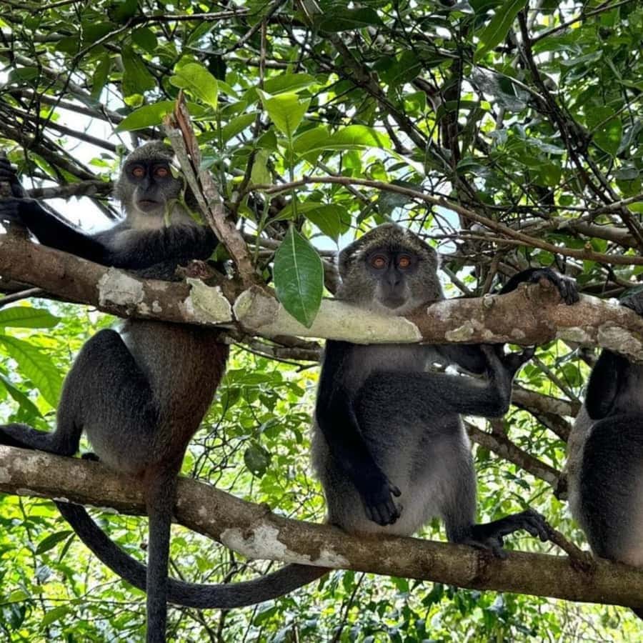 THE GREEN TOUR: Jozani Forest & Mangrove Kayaking Experience - What the $99 price gets you