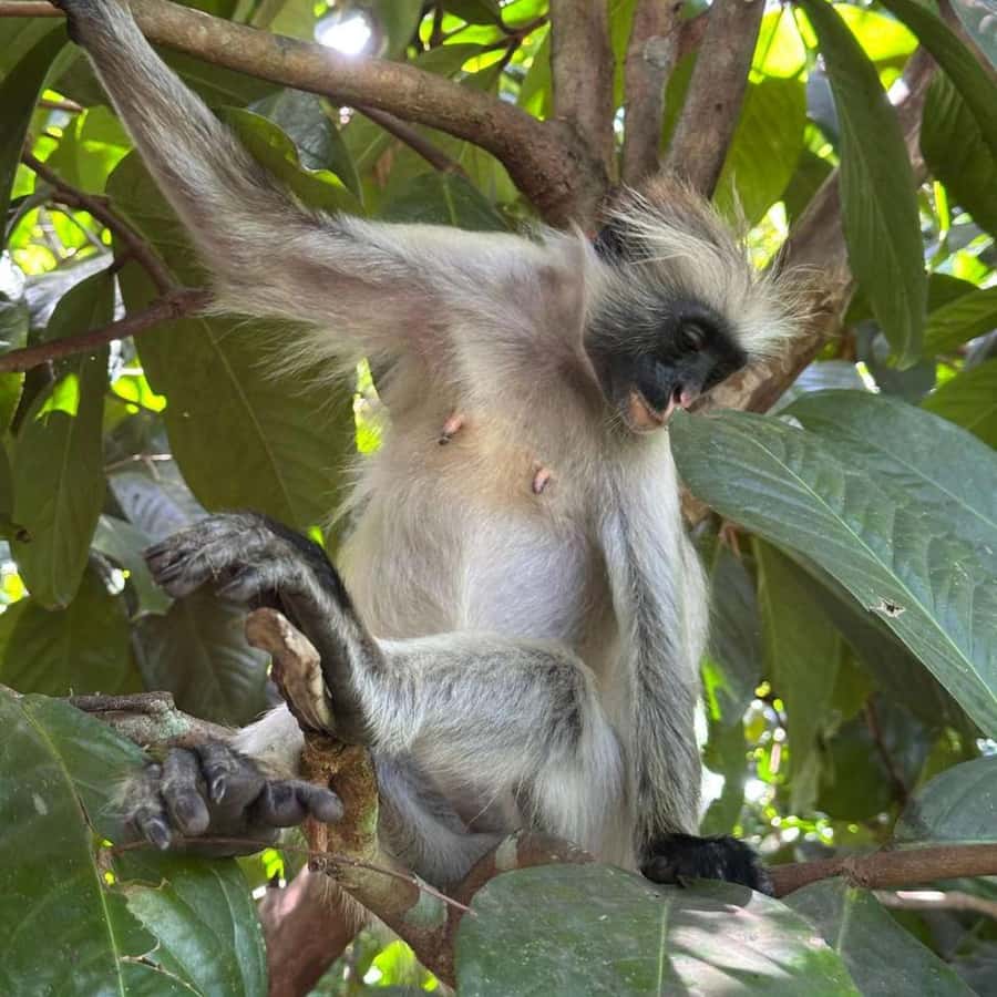THE GREEN TOUR: Jozani Forest & Mangrove Kayaking Experience - Guides, languages, and the level of comfort