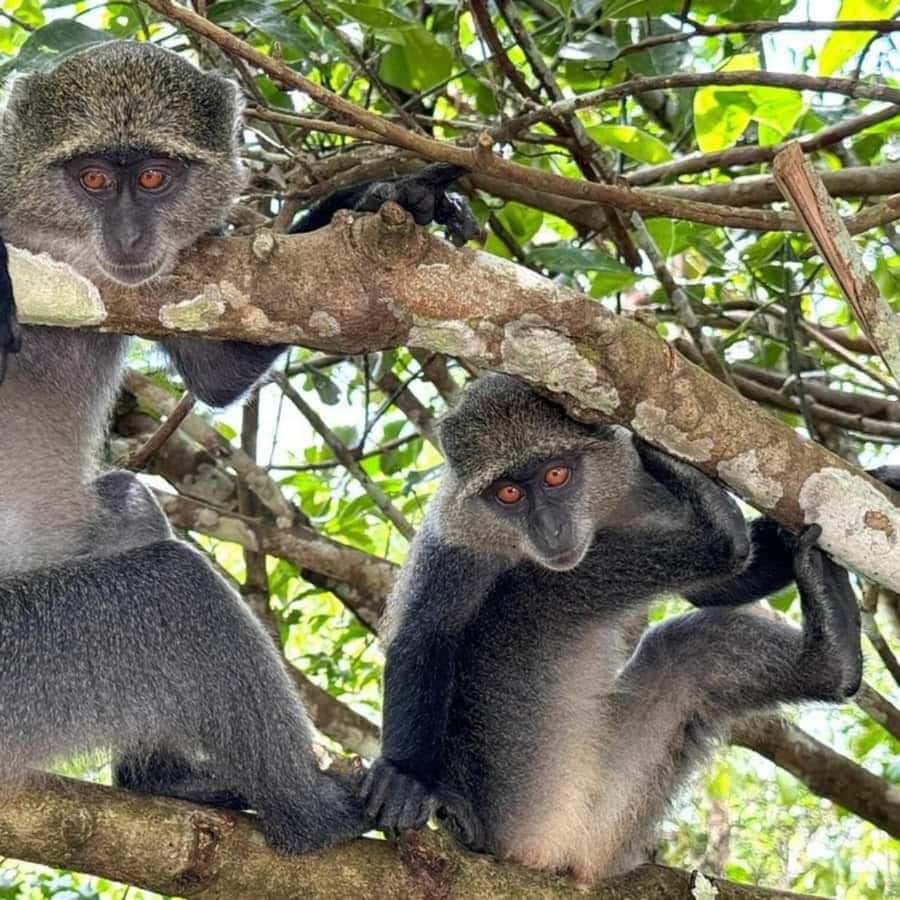 THE GREEN TOUR: Jozani Forest & Mangrove Kayaking Experience - Tides are part of the plan