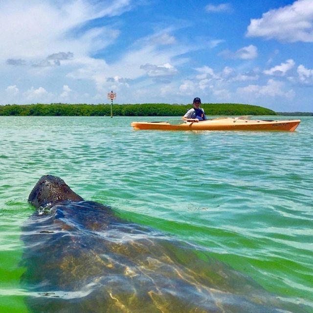 Tierra Verde FL: Coastal Kayaking Tour in Shell Key - Why Shell Key’s mangrove tunnels make this tour special